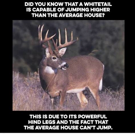 Pin By L Nielson On Humor Funny Deer Animal Memes Hunting Memes