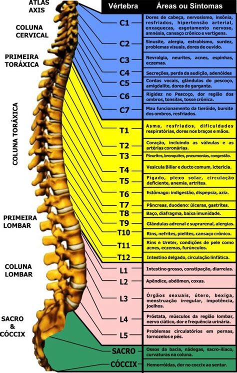 Coluna Cervical Anatomia Humana I
