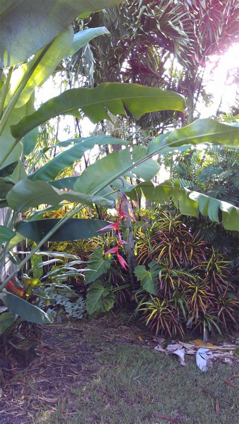 Heliconia Collinsiana In Bloom Exotica Tropicals Tropical Plants