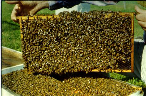 Honey Bees Genetics The Life Of Bee