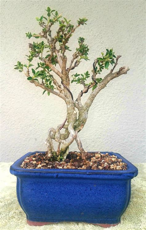 As a shrub, serissa can grow up to 4 feet tall, so regular pruning is used to form the plant into its bonsai tree shape. Picture 4 - I did some pruning and wiring on my Serissa ...