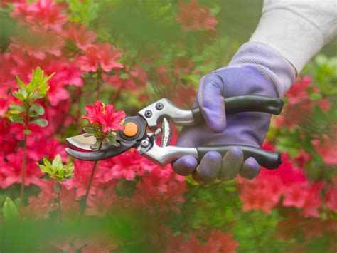 Pruning Azaleas How To Trim Azalea Bushes And When To Trim Azaleas