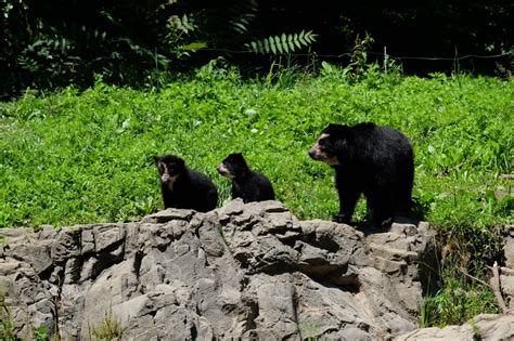 Watch The Queens Zoos Andean Bear Cubs Explore Their Habitat For The