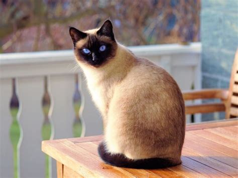 Siamese Cat Breed Info Characteristics And Temperament