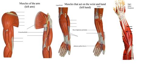 In the diagram to the left, provide the labels for the structures involved in the reflex act when a person steps on a tack and jerks their leg away. Arm Muscles Diagram / Muscles Of The Lower Arm And Hand Human Anatomy And Physiology Lab Bsb 141 ...