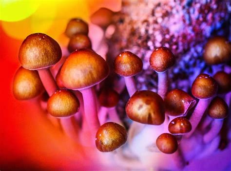 Psilocybin ‘magic Mushrooms Shown To Be As Effective As