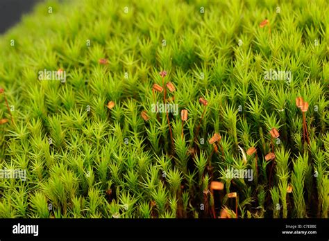 Common Haircap Moss Polytrichum Commune Capsules Stock Photo Alamy