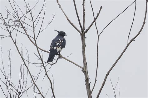 As The Crow Flies A Hong Kong Birding Blog
