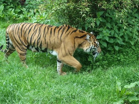 Chester Zoo Sumatran Tigers Nigel Swales Flickr