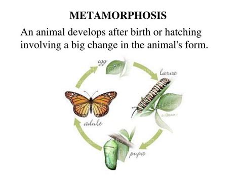 PPT - REPRODUCTION IN ANIMALS PowerPoint Presentation - ID:2775661