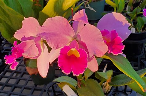 Lc Cornelia White Plains Orchids