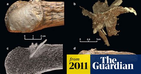 Mastodons Were Hunted In North America 800 Years Earlier Than Thought