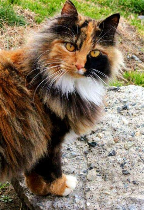 Female Calico Norwegian Forest Cat Hannah Thomas Coloring Pages