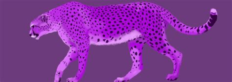 Purple Cheetah By Fusionia On Deviantart