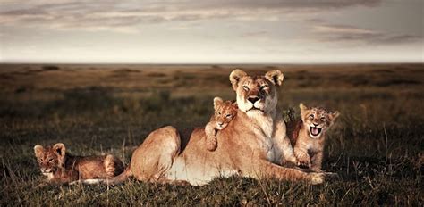 Absolutely Breathtaking African Wildlife Photography