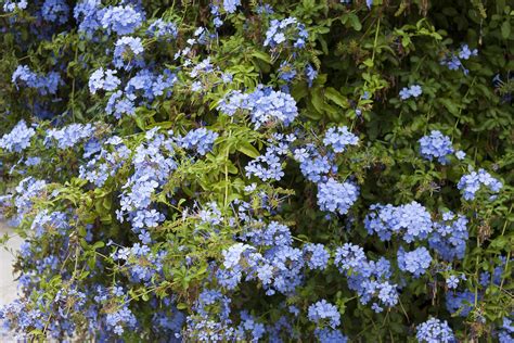 Blue Flowers Ihsnaps Flickr