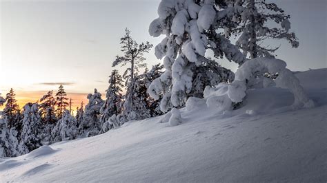 Download Wallpaper 2560x1440 Trees Snow Winter Snowy Sunset Drifts