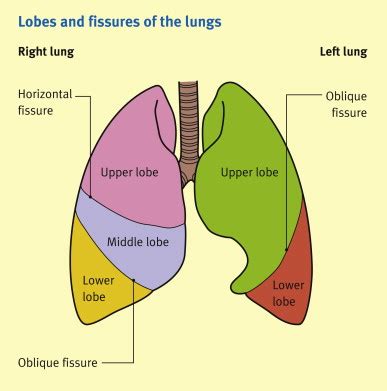 Our bodies require oxygen in order to survive. The lungs and their relations - Anaesthesia & Intensive ...