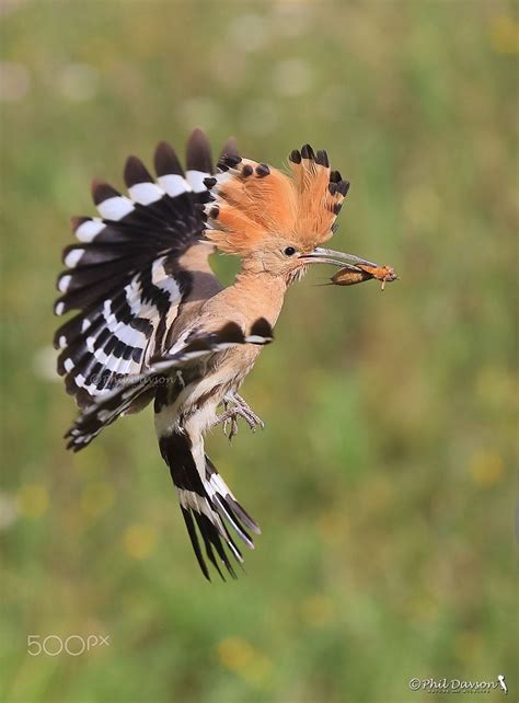 Hoopoe Pet Birds Rare Birds Beautiful Birds