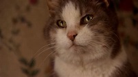 Mrs. Ashboro's Cat (2004) - Cinema Cats