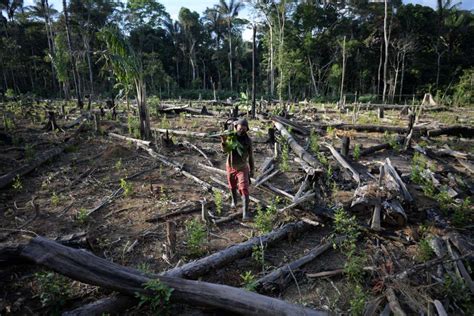 Global Forest Destruction Continues Despite Cop26 Deforestation Pledge
