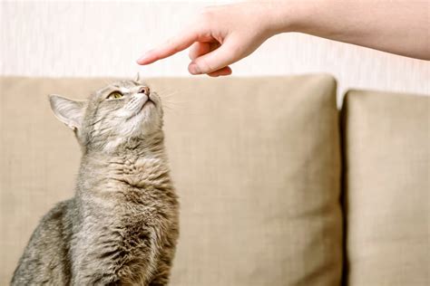 10 Cool Cat Tricks To Teach Your Cat