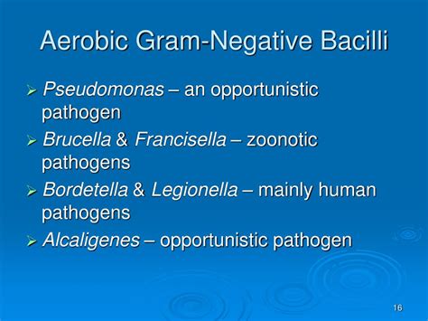 Ppt The Gram Negative Bacteria Of Medical Importance Powerpoint