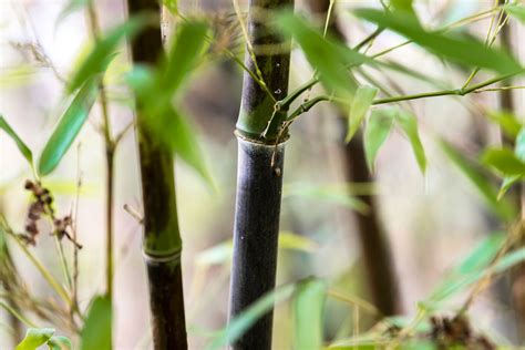 Black Bamboo Care And Growing Guide