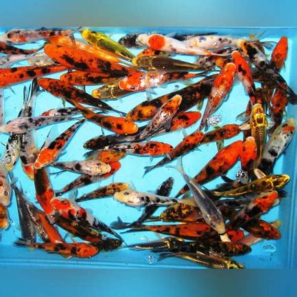 Assorted Butterfly Koi 5 6 Lot Of 4 Tropical Live Fish Store