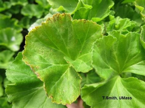 Geranium With Brown Speckle Symptoms Due To Low Ph Umass Center For