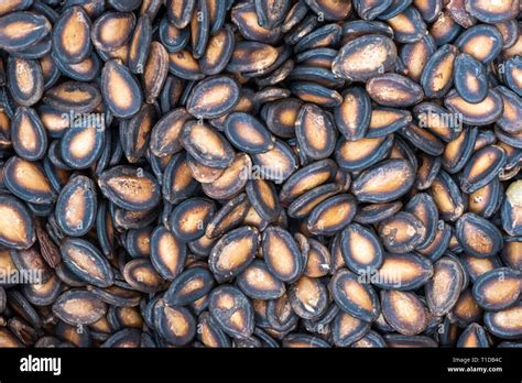 Dry Watermelon Seed Hi Res Stock Photography And Images Alamy