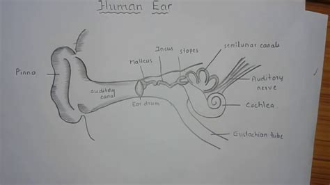 Draw Diy Tutorial 03 Complete Human Ear Diagram Youtube