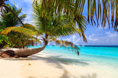 Palm Tree On The Shore Of The Maldives Stock Photo Royalty Free