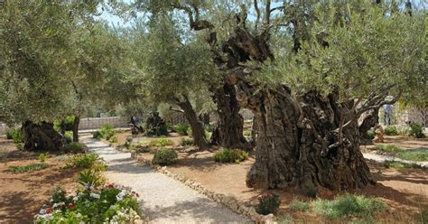 Jesus In Garden Of Gethsemane Ami Travel
