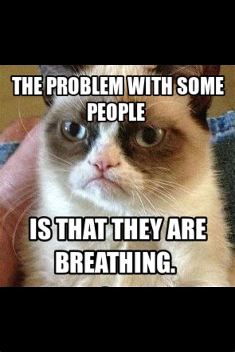 Pin By Porcelina33 On Meow Grumpy Cat Quotes Funny Grumpy Cat