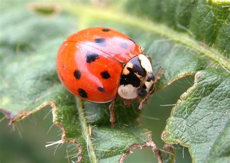 Learn how to identify common pests; Who Let the Bugs Out? | Purdue | entomology | insect ...