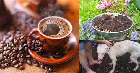 Pretty Unusual Coffee Hacks And Uses You Cant Afford To Miss