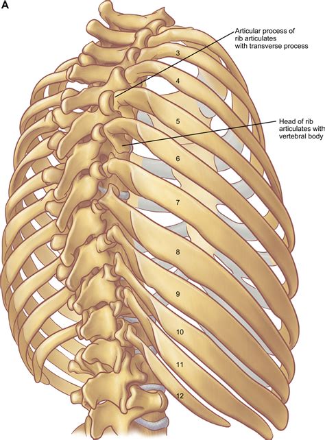 Rib Cage Anatomy Posterior Medical Animation From Visual Health