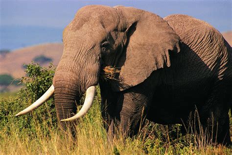 Beautiful Pictures Of Elephant In Hd