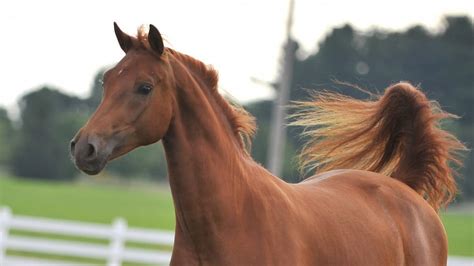 Morgan Horse Facts And Information Breed Profile