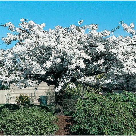 Have your christmas trees professionally flocked by oregon coastal flowers. 12.7-Gallon Mount Fuji Flowering Cherry Flowering Tree ...