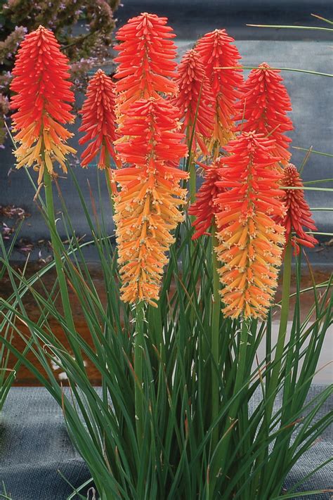 Kniphofia Poco ‘sunset Terra Nova Nurseries Inc