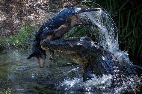 This Hungry Croc Sent A Pig Flying Before Ripping It Apart Media Drum