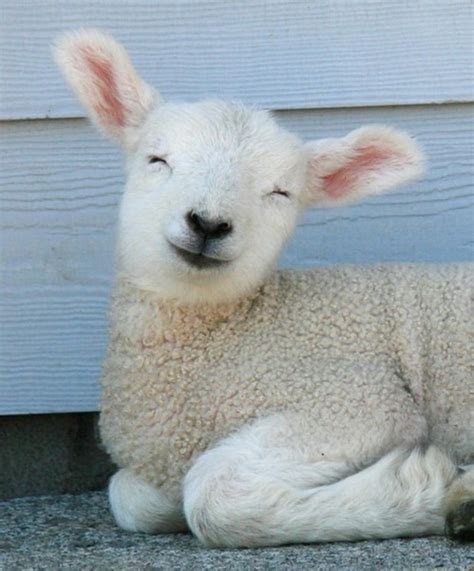 Happy Lamb Is Happy Teh Cute