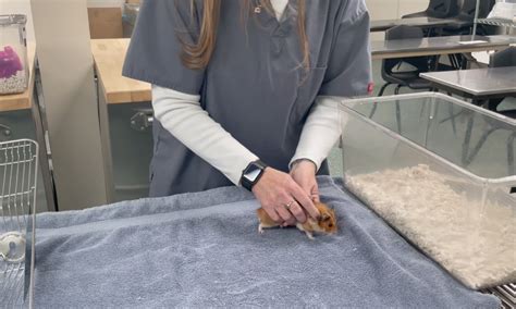 How To Restrain And Sex A Hamster Vetgirl Veterinary Continuing