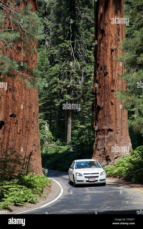 Sequoia National Park California Cars Drive Between Two Huge Sequoia