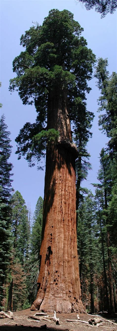 Giant Sequoia Sequoiadendron Giganteum Sequoiadendron Giganteum Old Trees Sequoia