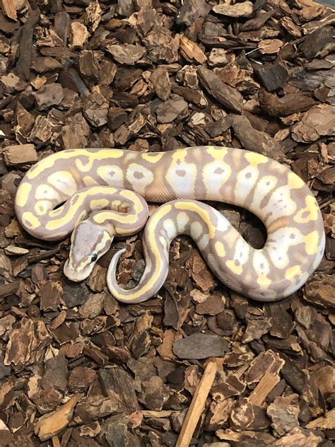 Pastel Banana Het Pied Ball Python By Rustys Balls Morphmarket