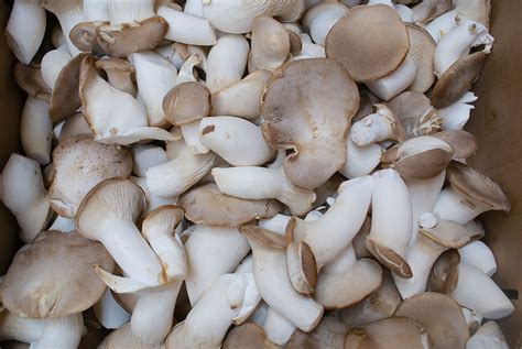 Mushrooms Found In The Wild