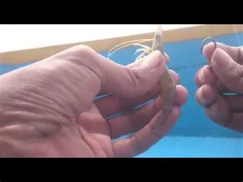 Memancing menggunakan udang hidup bisa menjadi salah satu alternatif yang bisa anda pilih sebagai umpan cara ini dilakukan untuk menjaga udang tetap hidup meskipun sudah di potong ekornya. Cara memasang umpan udang hidup dan udang mati - YouTube